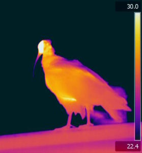Another thermal image of a Northern Bald Ibis showing variations in surface temperature between the (colder) body (colder) and the (warmer) head. (Ismael Galván) 