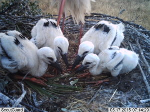 White Stork nestling circle-feeding at nest on arrival of an adult. (Photo by F. Torres & S. Palacios)