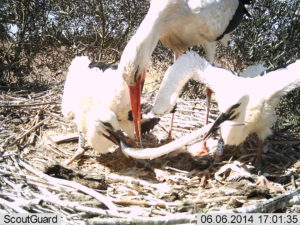 Two White Stork nestlings react to a large eel brought in by the adult by indulging in a tug-of-war. (Photo by F. Torres & S. Palacios)