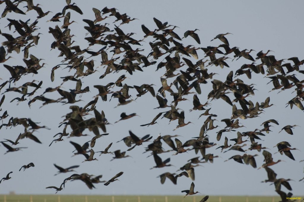 Glossy ibises flying at Doñana marshland, Spain. © Héctor Garrido, 2008.