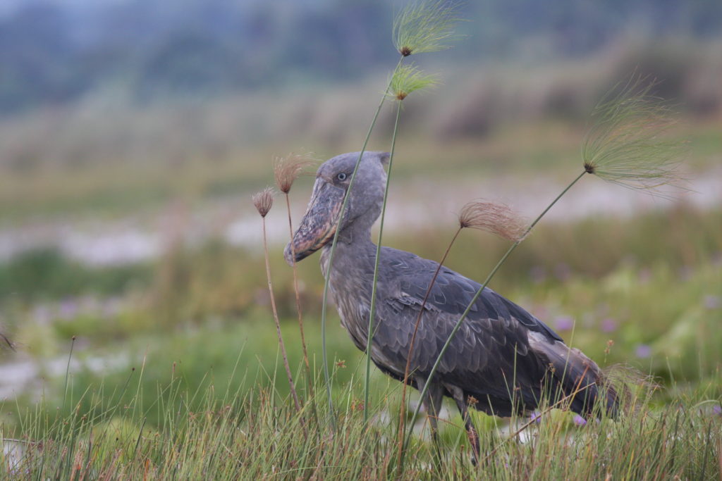 Shoebill in Mabamba Swamp (Uganda)