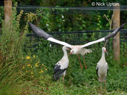 The White Stork Project, the Return to Britain