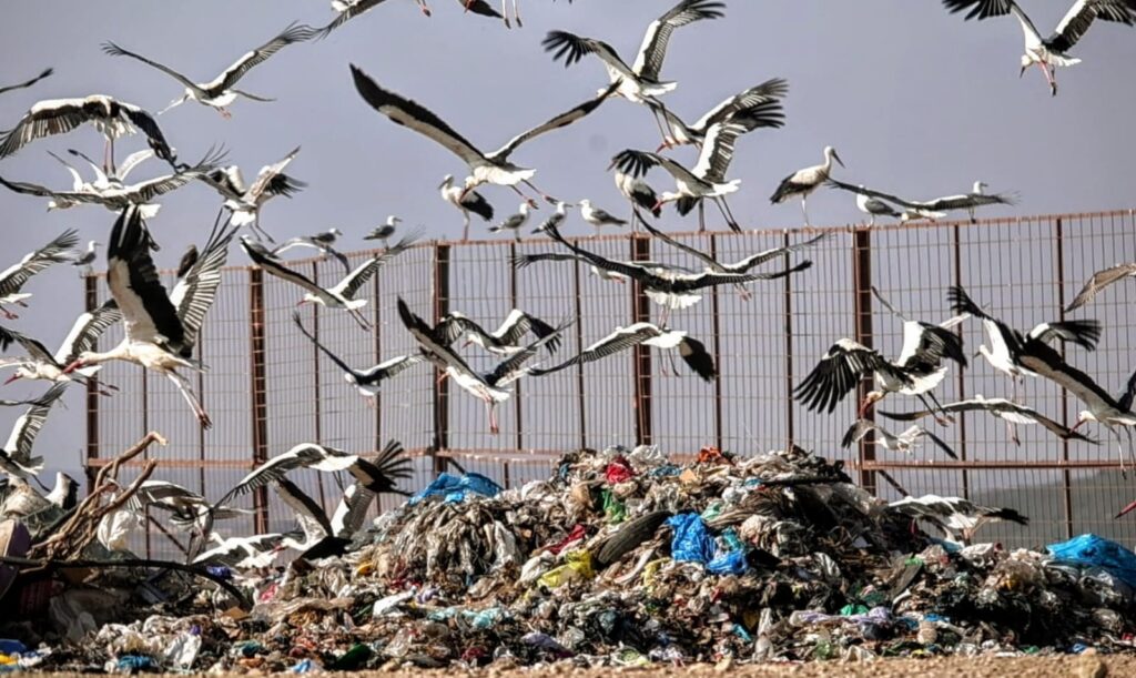 White storks at a landfill in Spain